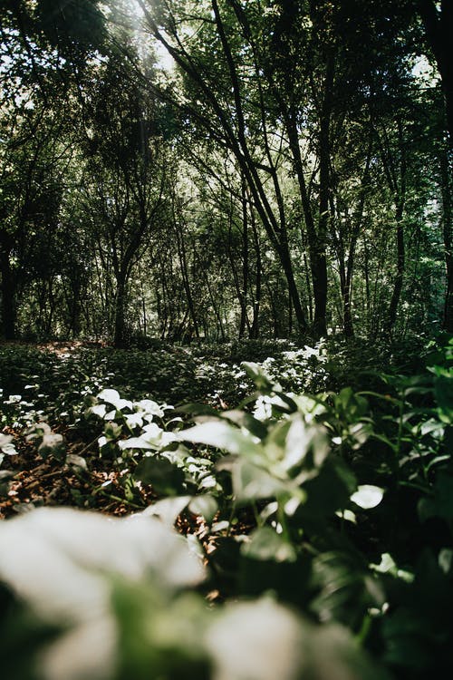 有关垂直拍摄, 增长, 天性的免费素材图片