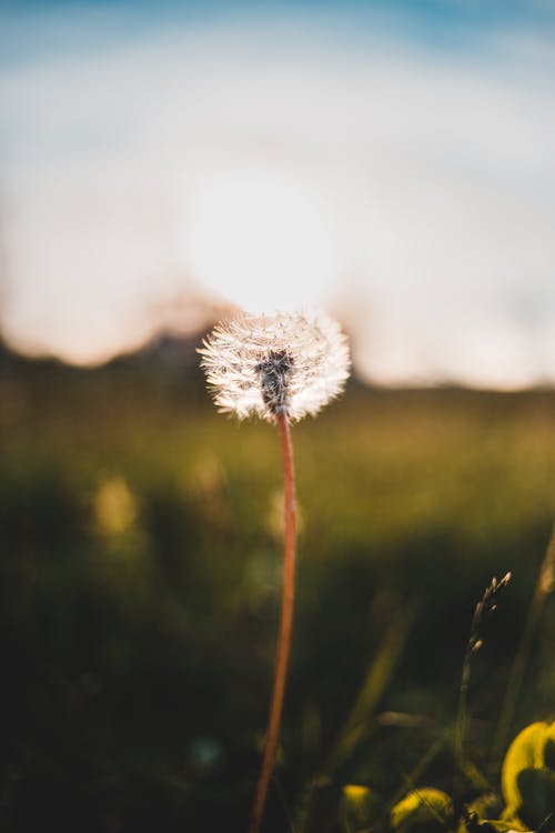 有关增长, 干, 微妙的免费素材图片