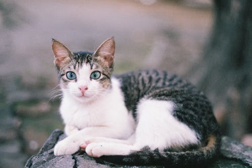 有关动物, 可爱, 可爱的的免费素材图片