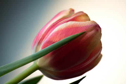 有关增长, 天性, 微妙的免费素材图片