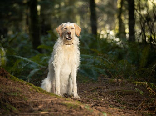 有关动物, 国内, 坐的免费素材图片