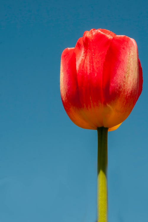 有关增长, 多年生, 宏观的免费素材图片