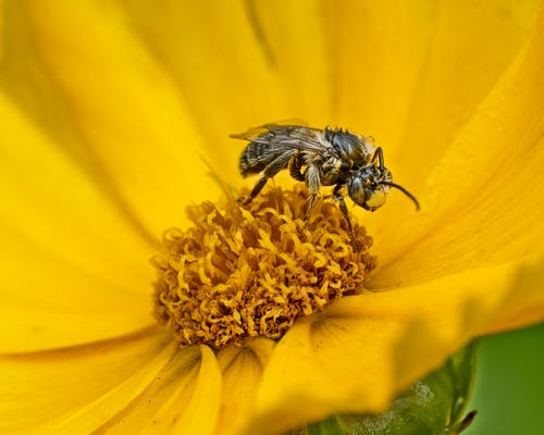有关动物, 动物摄影, 宏观的免费素材图片