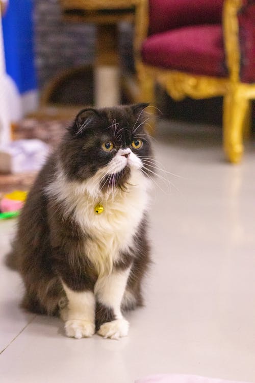 有关动物, 动物摄影, 动物肖像的免费素材图片