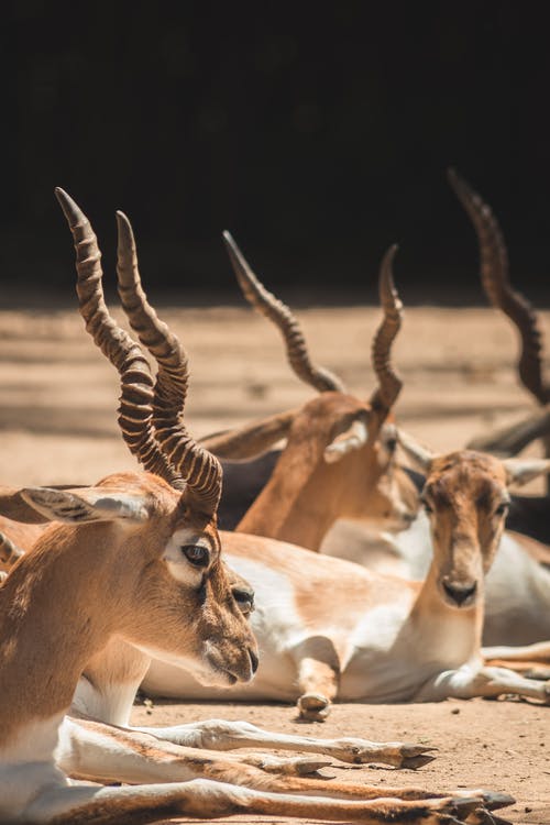 有关动物摄影, 放下, 羚羊的免费素材图片
