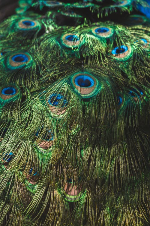 有关孔雀羽毛, 特写, 丰富多彩的免费素材图片