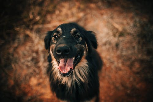 有关伴侣, 动物, 可爱的的免费素材图片