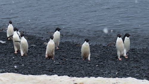 有关企鹅, 冷, 南极洲的免费素材图片
