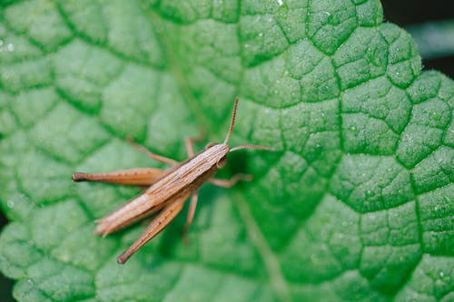 有关gryllidae, 倾斜移位, 微距摄影的免费素材图片