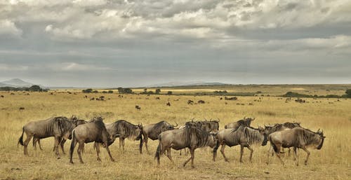有关羚羊, 角马, 野生动物摄影的免费素材图片