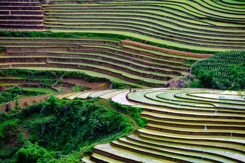 有关农业用地, 垂直拍摄, 水稻梯田的免费素材图片