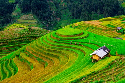 有关农业用地, 水稻梯田, 环境的免费素材图片