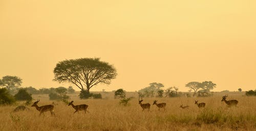有关动物摄影, 稀树草原, 羚羊的免费素材图片