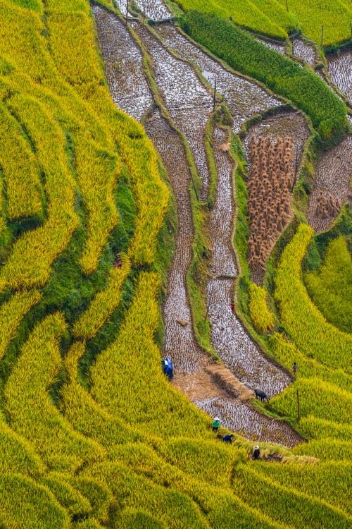 有关农业用地, 垂直拍摄, 水稻梯田的免费素材图片