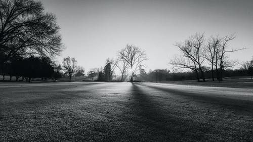 有关乾枯, 光秃秃的树木, 单色的免费素材图片