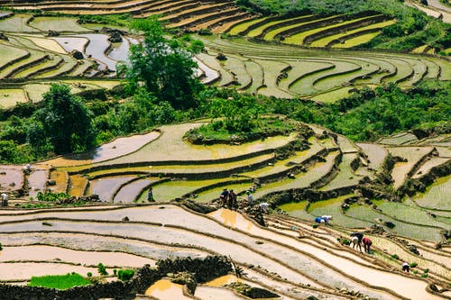 有关农业用地, 垂直拍摄, 水稻梯田的免费素材图片