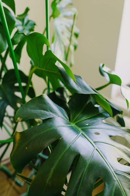 有关monstera deliciosa, 内部, 公寓的免费素材图片