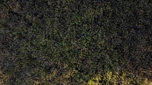 有关不变, 俯视图, 公园的免费素材图片