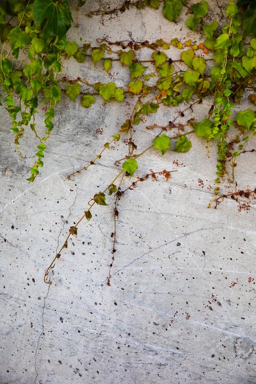 绿色的叶子，在白色的水泥地板上 · 免费素材图片