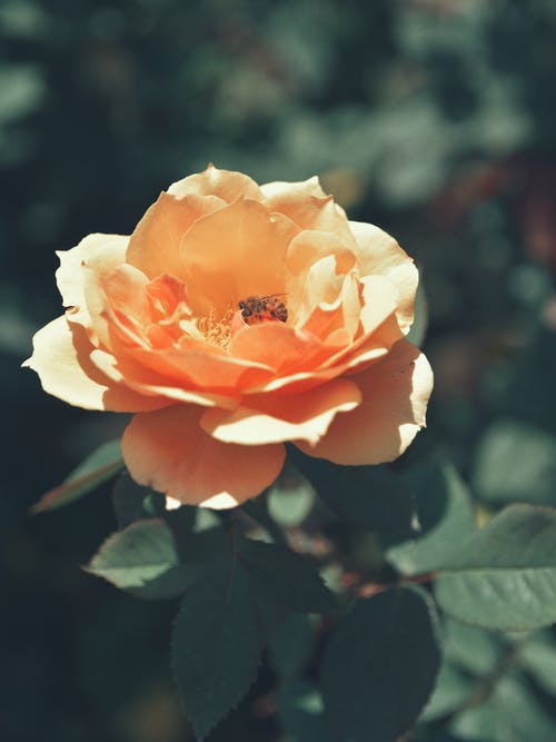 有关垂直拍摄, 植物群, 橘色的花的免费素材图片