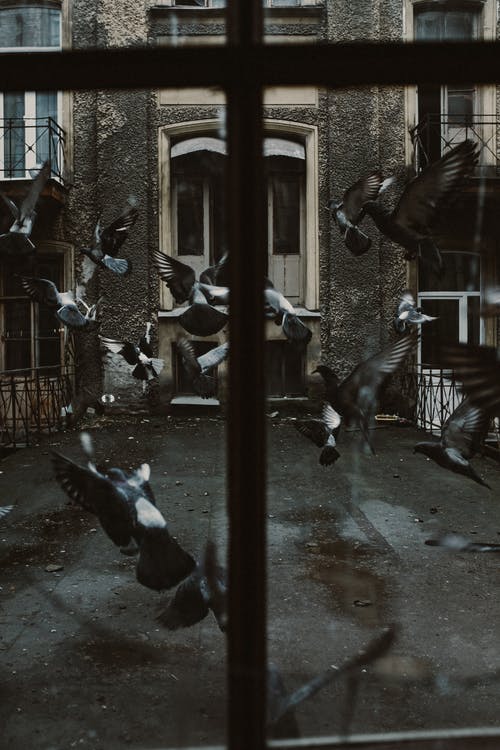群街上的鸟 · 免费素材图片