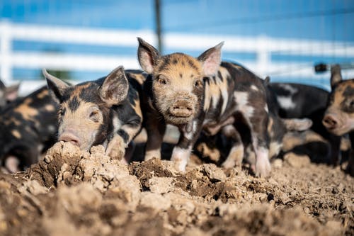 有关仔猪, 泥巴, 牲畜的免费素材图片