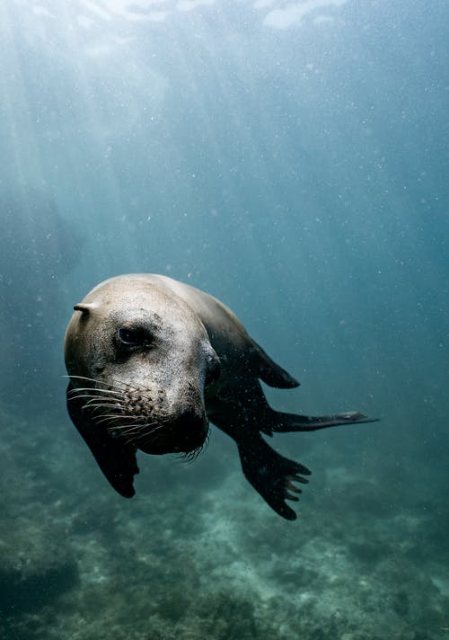 小可爱的海豹在海洋中游泳 · 免费素材图片