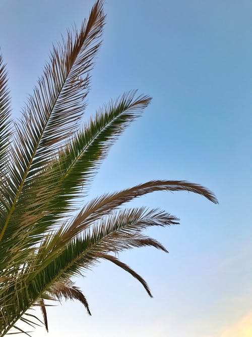 有关垂直拍摄, 天性, 棕榈树叶的免费素材图片