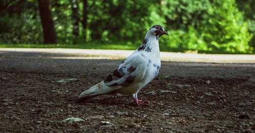 有关公園, 動物, 地面的免费素材图片