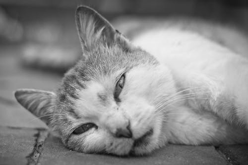 有关动物, 可爱, 可爱的的免费素材图片