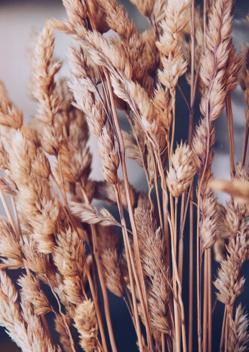 有关一串, 乾的, 冷静的免费素材图片