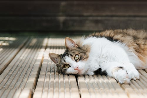 细心的毛茸茸的猫在木板上休息 · 免费素材图片