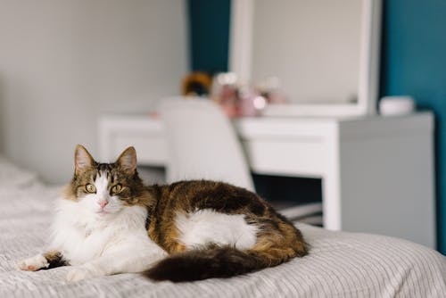 可爱的家猫在家里的床上 · 免费素材图片