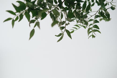 绿色的植物分支与白色背景上的细茎 · 免费素材图片
