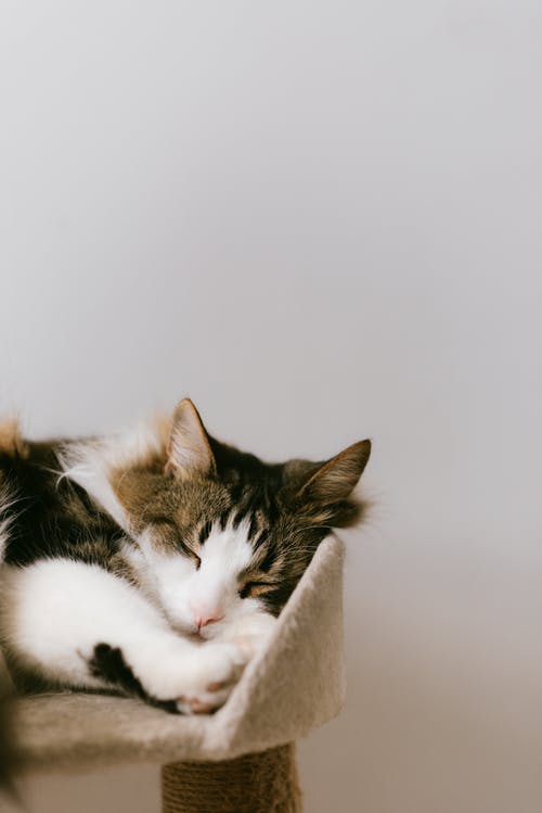 可爱的猫在靠近墙的舒适塔上打apping · 免费素材图片