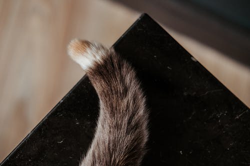 桌上的猫蓬松的尾巴 · 免费素材图片