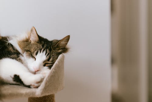 可爱的猫咪在家里抓挠睡觉 · 免费素材图片