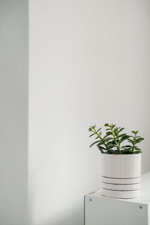 绿色的植物，在白色的墙壁附近的陶瓷锅 · 免费素材图片
