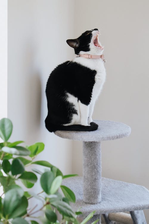 猫在家里舒适的塔上 · 免费素材图片
