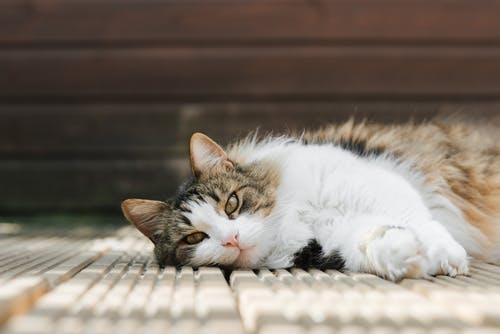 懒猫在阳光下的木制人行道上休息 · 免费素材图片