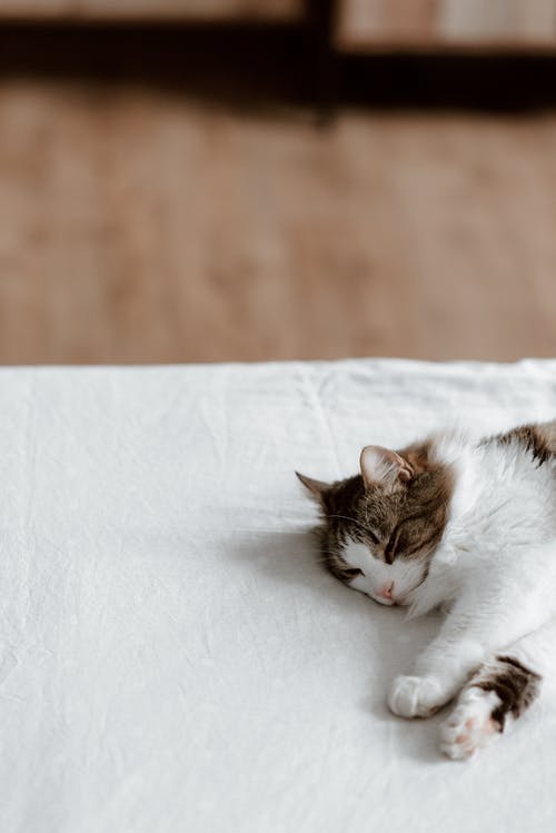 躺在白色纺织品上的白色和棕色的猫 · 免费素材图片