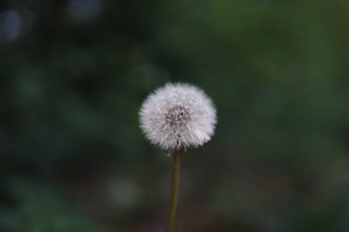 有关seedhead, 多年生, 头花的免费素材图片