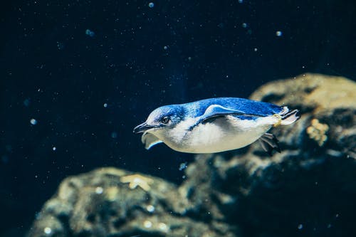 蓝白鸟在水中 · 免费素材图片