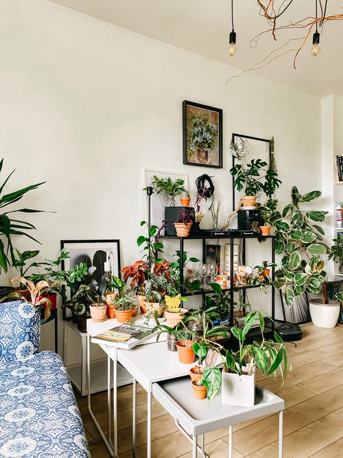 盆花放在舒适的房间 · 免费素材图片