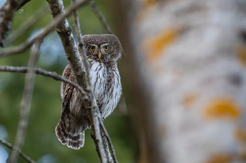 有关夜晚的, 捕食者, 栖息的免费素材图片