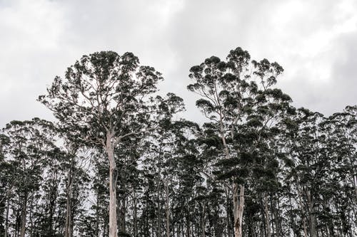 有关bw, 冷静, 分公司的免费素材图片