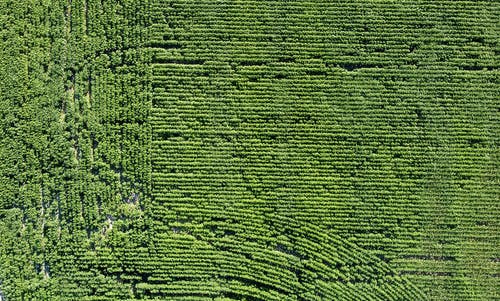 有关天性, 林场, 无人空拍机的免费素材图片
