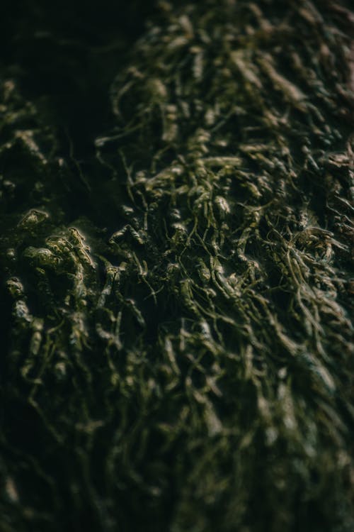 有关和谐, 场景, 增长的免费素材图片