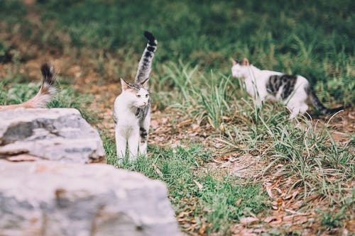 有关哺乳动物, 好奇心, 猫的免费素材图片