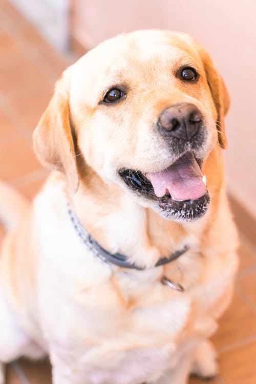 有关一瞥, 伴侣, 伸出舌头的免费素材图片